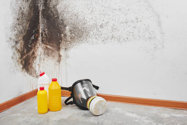 Best Fast Mold Removal  in Norwood, OH