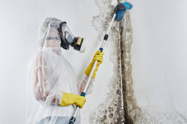 Best Toxic Mold Removal  in Norwood, OH