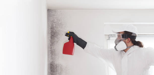 Best Office Mold Removal Services  in Norwood, OH